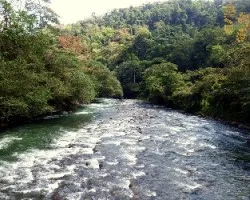 Verdes del pejibaye