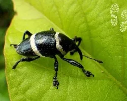 Gorgojo bicolor