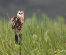 Tyto alba