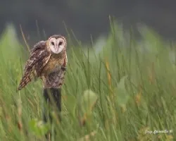 Tyto alba