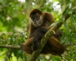 Ateles geoffroyi