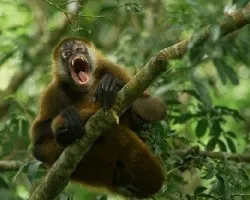 Ateles geoffroyi