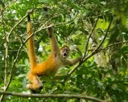 Ateles geoffroyi