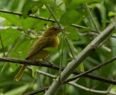 Piranga rubra