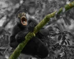 Fantasma del bosque