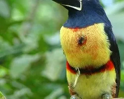 Pteroglossus torquatus