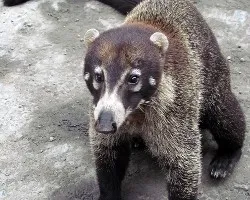 Nasua narica