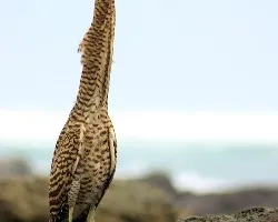 Tigrisoma mexicanum