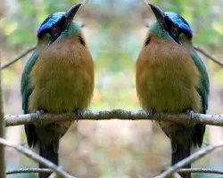 Hermanillos?