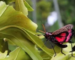 Langosta