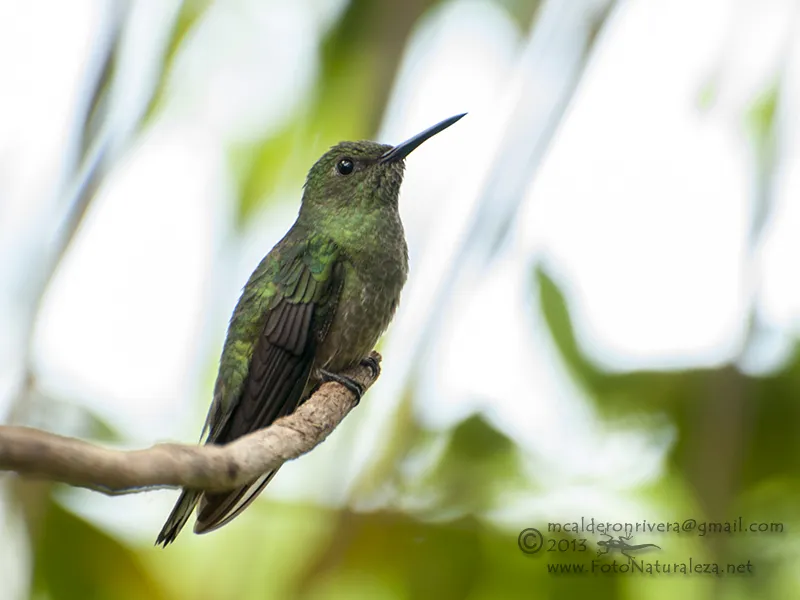 Boca Tapada, Pital, San Carlos