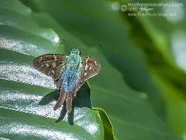 Urbanus proteus