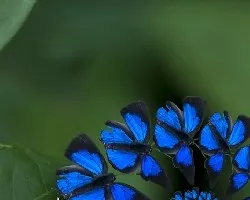 Fractal