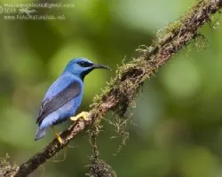Cyanerpes lucidus