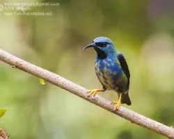 Cyanerpes lucidus