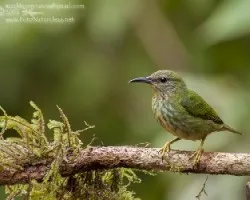 Cyanerpes lucidus