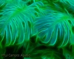 Fractal de mano de tigre