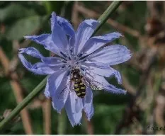 Mosca cernidora