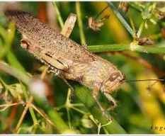Saltamontes