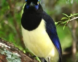 Cyanocorax chrysops