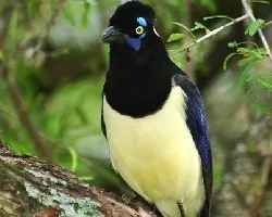 Cyanocorax chrysops