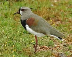 Vanellus chilensis
