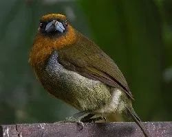 Semnornis frantzii