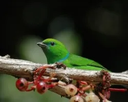 Chlorophonia callophrys