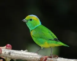 Chlorophonia callophrys