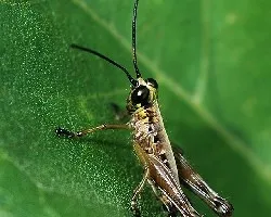 Grillo