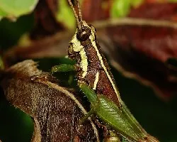 Grillo