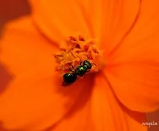 Contrastes