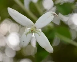 Araña