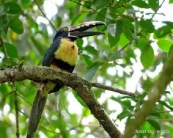 Pteroglossus torquatus