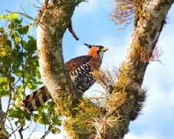 Spizaetus ornatus