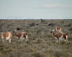 Lama guanicoe