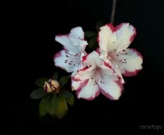 Azalea sp