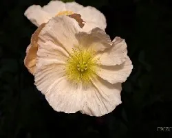 Papaver sp
