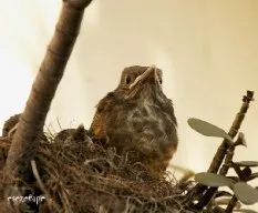 Turdus rufiventris