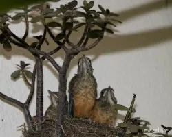 Turdus rufiventris