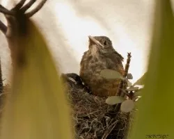 Turdus rufiventris