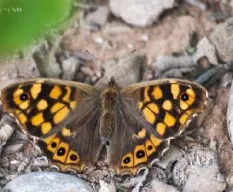 Lasiommata megera