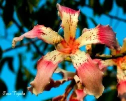 Ceiba speciosa