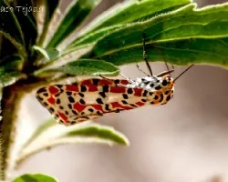Utetheisa pulchela