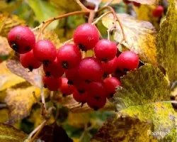 Sorbus aucuparia (bayas del)