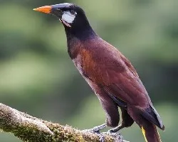Psarocolius montezuma