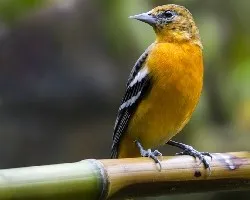 Icterus galbula