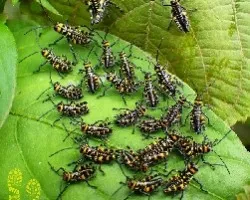 Clones saltarines