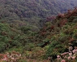 Bosques nubosos