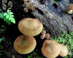 Hongos en familia